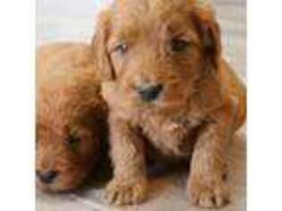 Goldendoodle Puppy for sale in Lafayette, CO, USA