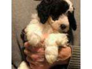Old English Sheepdog Puppy for sale in Syracuse, NY, USA