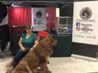 Tibetan Mastiff Puppy for sale in San Antonio, TX, USA