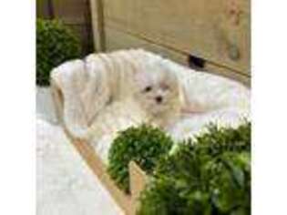 Maltese Puppy for sale in Providence, RI, USA