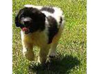Newfoundland Puppy for sale in Piedmont, AL, USA