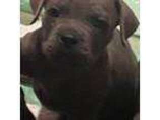 Cane Corso Puppy for sale in Vian, OK, USA