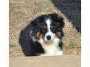 Miniature Australian Shepherd Puppy for sale in Whitesboro, OK, USA