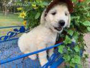 Goldendoodle Puppy for sale in Morris, OK, USA