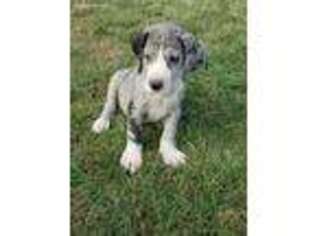Great Dane Puppy for sale in Belpre, OH, USA