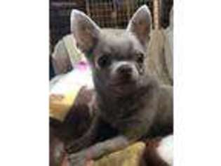 Chihuahua Puppy for sale in Sheridan, IN, USA