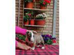Bull Terrier Puppy for sale in Laredo, TX, USA