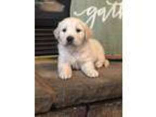 Golden Retriever Puppy for sale in Circleville, UT, USA