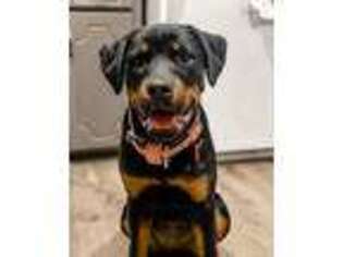 Rottweiler Puppy for sale in Olathe, KS, USA