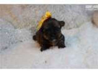 Shorkie Tzu Puppy for sale in Saint Louis, MO, USA