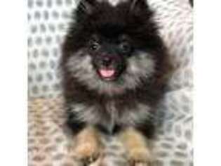 Pomeranian Puppy for sale in Gilroy, CA, USA
