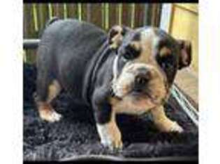 Bulldog Puppy for sale in Murfreesboro, TN, USA