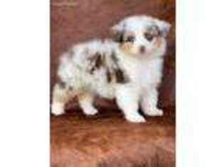 Miniature Australian Shepherd Puppy for sale in Bradenton, FL, USA