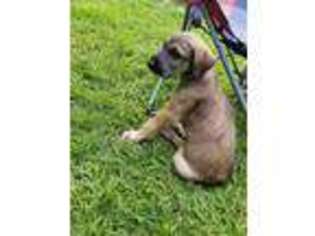 Irish Wolfhound Puppy for sale in Lowell, MI, USA