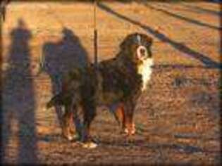 Bernese Mountain Dog Puppy for sale in La Mesa, NM, USA