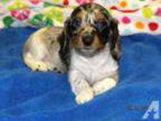 Dachshund Puppy for sale in HARTFORD, AR, USA