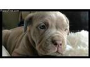 Neapolitan Mastiff Puppy for sale in Falcon, MO, USA