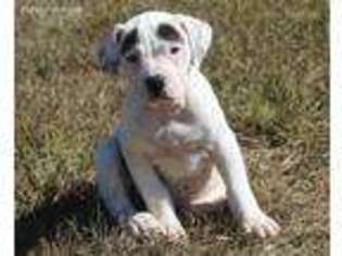 American Bulldog Puppy for sale in Koshkonong, MO, USA