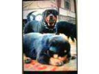 Rottweiler Puppy for sale in Boaz, AL, USA