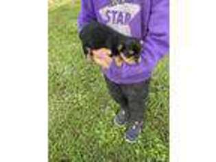 Yorkshire Terrier Puppy for sale in Plymouth, IL, USA