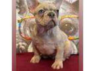 French Bulldog Puppy for sale in Edwardsville, IL, USA