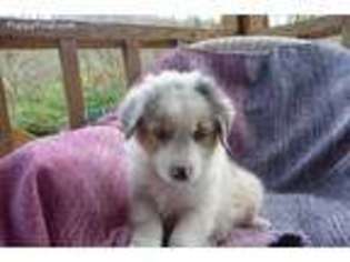 Australian Shepherd Puppy for sale in High Ridge, MO, USA