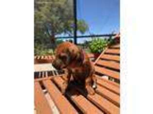 Rhodesian Ridgeback Puppy for sale in Myakka City, FL, USA