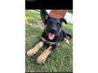 German Shepherd Dog Puppy for sale in Sioux Falls, SD, USA