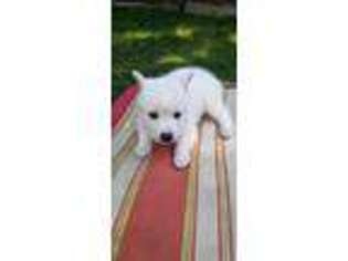 Alaskan Klee Kai Puppy for sale in Swampscott, MA, USA