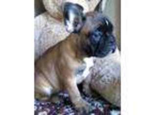 French Bulldog Puppy for sale in Killeen, TX, USA