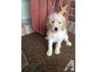 Mutt Puppy for sale in ALEXANDRIA, IN, USA