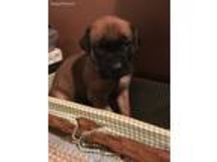 Mastiff Puppy for sale in Blaine, WA, USA
