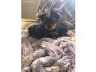 Yorkshire Terrier Puppy for sale in Glendale Heights, IL, USA