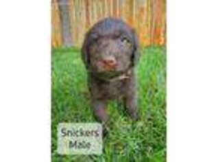 Labradoodle Puppy for sale in Edmonds, WA, USA