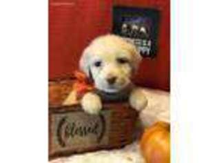 Labradoodle Puppy for sale in Friendsville, MD, USA