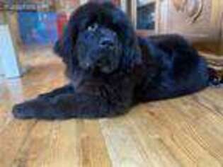 Newfoundland Puppy for sale in Forest, OH, USA