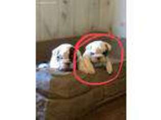 Bulldog Puppy for sale in Rutherfordton, NC, USA
