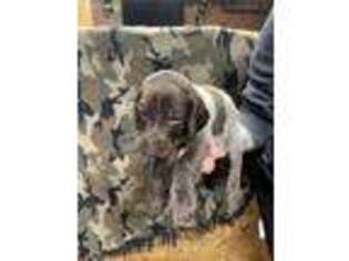 German Shorthaired Pointer Puppy for sale in Rolling Meadows, IL, USA