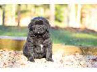 Newfoundland Puppy for sale in Ferrum, VA, USA