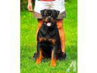 Rottweiler Puppy for sale in SACRAMENTO, CA, USA