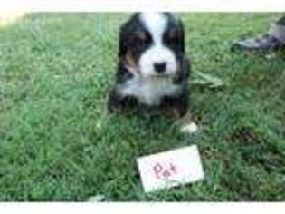 Bernese Mountain Dog Puppy for sale in Huntsville, AL, USA