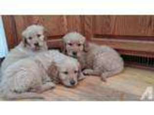 Golden Retriever Puppy for sale in WAUSEON, OH, USA