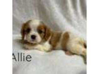Cavalier King Charles Spaniel Puppy for sale in Lake Butler, FL, USA
