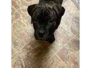 Cane Corso Puppy for sale in Knoxville, IL, USA