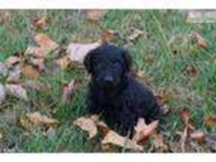 Labradoodle Puppy for sale in Decatur, AL, USA