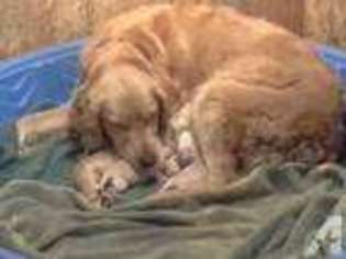 Labrador Retriever Puppy for sale in CHEHALIS, WA, USA