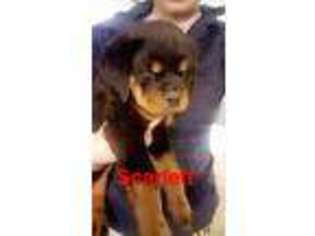 Rottweiler Puppy for sale in Saint Joseph, MI, USA