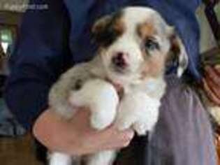 Australian Shepherd Puppy for sale in Newaygo, MI, USA