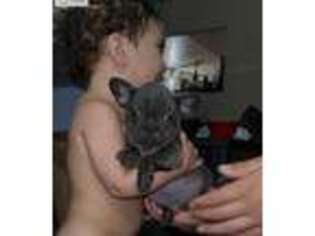 French Bulldog Puppy for sale in Yucca Valley, CA, USA