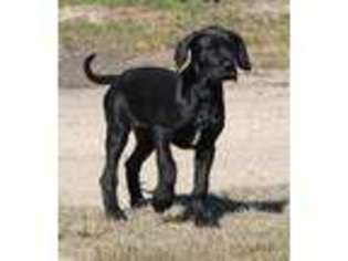 Great Dane Puppy for sale in Heber Springs, AR, USA